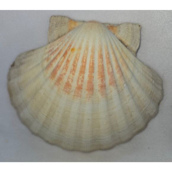 Seashell Lot 50 Mollusk Scallop Conch Clam Rock Snail 1" to 6" Crafts Collector - Picture 11 of 14